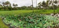 Pond with lotus or waterlilly flowers in Varkala, Kerala, India Royalty Free Stock Photo