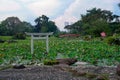 Pond of lotuses in japanese garden