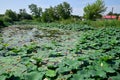 Pond with lotuses. Lotuses in the growing season. Decorative plants in the pond Royalty Free Stock Photo