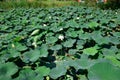 Pond with lotuses. Lotuses in the growing season. Decorative plants in the pond Royalty Free Stock Photo