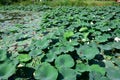 Pond with lotuses. Lotuses in the growing season. Decorative plants in the pond Royalty Free Stock Photo