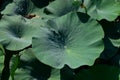 Pond with lotuses. Lotuses in the growing season. Decorative plants in the pond Royalty Free Stock Photo