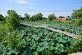 Pond with lotuses. Lotuses in the growing season. Decorative plants in the pond Royalty Free Stock Photo