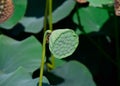 Pond with lotuses. Lotuses in the growing season. Decorative plants in the pond Royalty Free Stock Photo