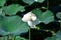 Pond with lotuses. Lotuses in the growing season. Decorative plants in the pond Royalty Free Stock Photo