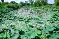 Pond with lotuses. Lotuses in the growing season. Decorative plants in the pond Royalty Free Stock Photo