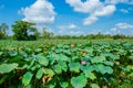 Plant, East Asia, Japan, Lotus Pond - Bali, Shinobazu Pond Royalty Free Stock Photo