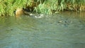 Pond low oxygen drought aeration flow into shoal of carp Cyprinus carpio fish against death of fish depletion of oxygen