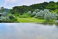 A pond with lush greenery at the background