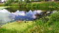 Pond in the meadow. An overgrown pond on a Sunny day. Reflection of clouds on the water surface. Beautiful natural summer Royalty Free Stock Photo