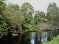 Pond and native forest up on Waialeale in Kokee, Kauai, Hawaii Royalty Free Stock Photo