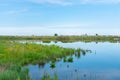 Pond with Native Plants at Northerly Island in Chicago during Summer