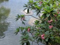 Pond and nature in an arcade