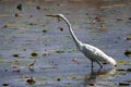 White Egret Stretches Out Its Long Neck