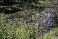 Pond Lillies Royalty Free Stock Photo