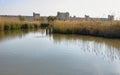 Pond near medieval village of Aigues Mortes, France Royalty Free Stock Photo
