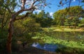 Pond in the Ninomaru Garden at the Tokyo Imperial Palace. Tokyo. Japan Royalty Free Stock Photo