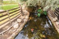 Pond with ornamental fish in Gan Guru kangaroo park in Kibutz Nir David in the north of Israel