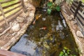 Pond with ornamental fish in Gan Guru kangaroo park in Kibutz Nir David in the north of Israel