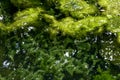 Pond overgrown with algae and mud. clear water and beautiful green algae. Nature background Royalty Free Stock Photo