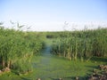 Pond overgrown with grass green stream swamp mud in the summer in the reeds Royalty Free Stock Photo