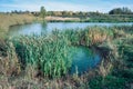 An pond overgrown with reeds and cane against the blue sky and white clouds in the autumn Royalty Free Stock Photo