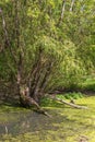 A pond overgrown with reeds and green algae Royalty Free Stock Photo