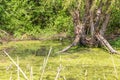 A pond overgrown with reeds and green algae Royalty Free Stock Photo