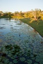 A pond with palm trees on the shore and water lilies in the water in tropical Queensland Royalty Free Stock Photo