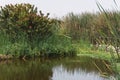 Pond in Pantanos de Villa Chorrillos Lima Peru