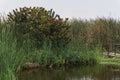 Pond in Pantanos de Villa Chorrillos Lima Peru