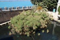 pond and papyrus (fonte aretusa) in syracuse in sicily (italy)