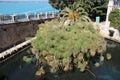 pond and papyrus (fonte aretusa) in syracuse in sicily (italy)