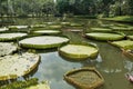 Pond in the park. The huge leaves of the Victoria Amazonian water lily float on the surface. Royalty Free Stock Photo