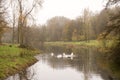 Pond with swans diving in the water for food