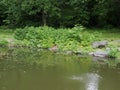 The pond in the park is very peaceful.