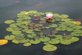 Pond with pink water lily and koi fish Royalty Free Stock Photo