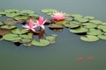 Pond with pink water lily and koi fish Royalty Free Stock Photo