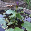 Pond, plant, flower, small, purple,