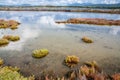 Sardinia. Natural environment. Coastal backdunal pond of Porto Botte in the Sulcis region. Shrubs of glasswort in saline water Royalty Free Stock Photo