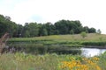 A pond, a prairie filled with wildflowers and a row of trees at Pine Dunes Forest Preserve in Illinois Royalty Free Stock Photo