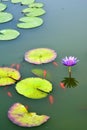 Pond with purple water lily and koi fish Royalty Free Stock Photo