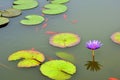 Pond with purple water lily and koi fish Royalty Free Stock Photo