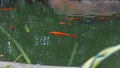 Pond for raising beautiful fish, orange, white, uneven water surface. You can clearly see the fish.