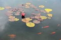 Pond with red water lily and koi fish Royalty Free Stock Photo