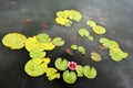 Pond with red water lily and koi fish Royalty Free Stock Photo