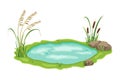 Pond with reed and sedge vegetation. Vector illustration of swamp with grass on white background. Wild thickets near the