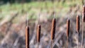 Pond reeds in the autumn