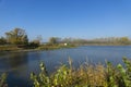 Pond reeds in autumn