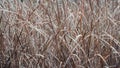 Pond reeds in autumn/fall